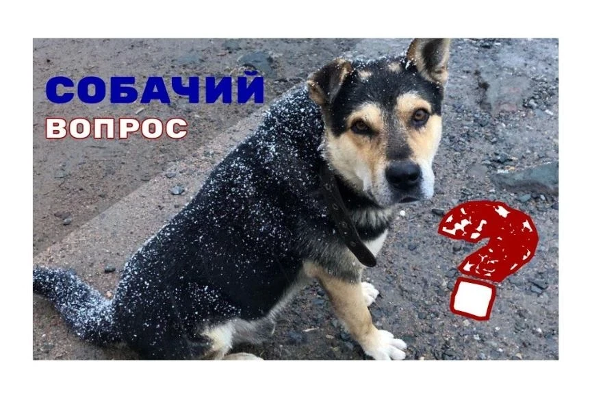 Собачий вопрос: приюты – спасение или тюрьма