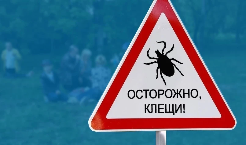 «Клещей бояться, в лес не ходить»: рассказываем, как обезопасить себя от укусов, и что делать, если это не удалось 