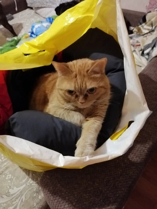 лиса.jpg лиса.jpg