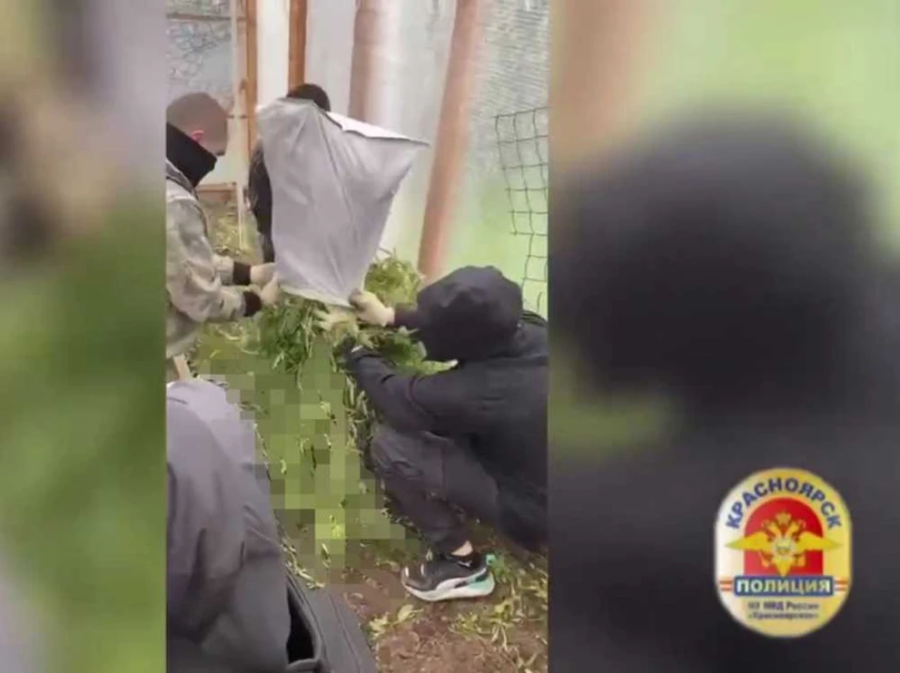 В Красноярском крае наркоагроном получил срок за урожай в теплице