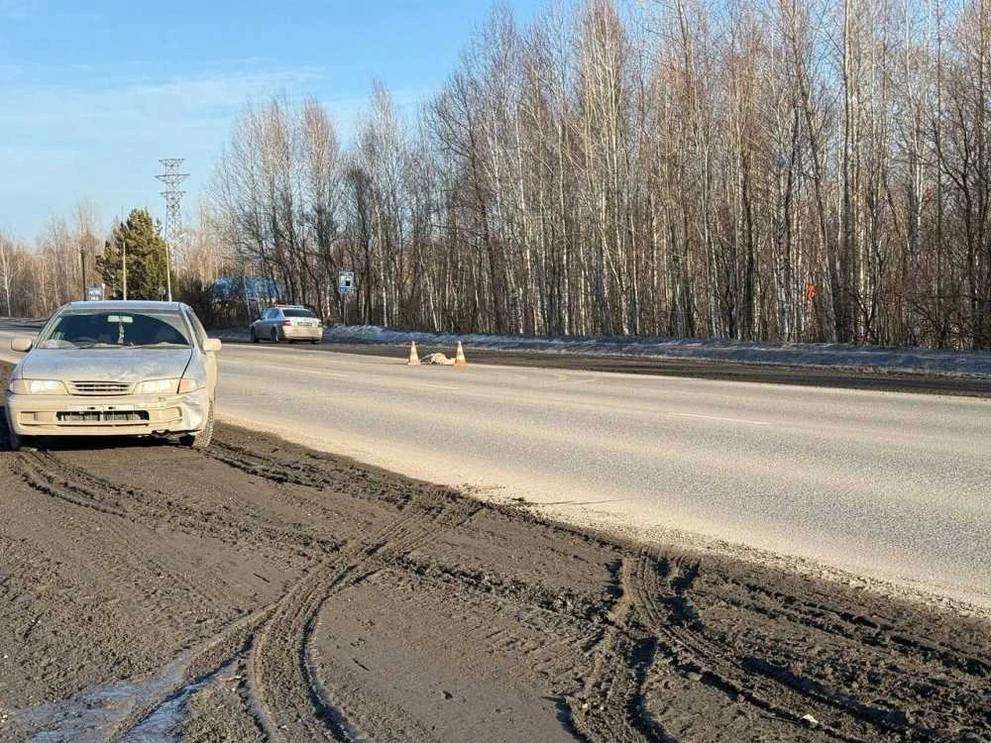 На трассе в Красноярском крае произошло ДТП с диким животным 