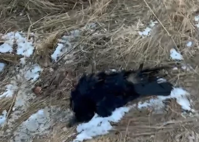 Недалеко от озера Мясокомбинат в Красноярске обнаружены мёртвые птицы