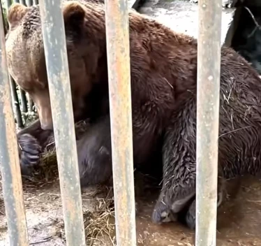 Из Подмосковья прилетели спасать красноярского медведя Кузю 