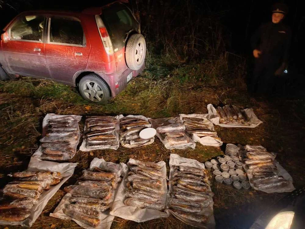 В Красноярском крае расследуют дело о незаконной добыче 217 краснокнижных рыб