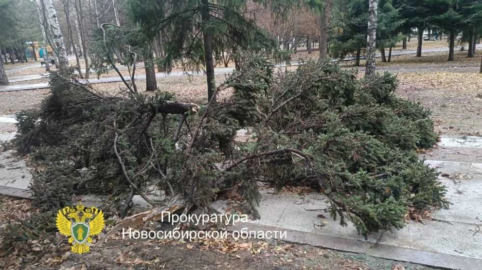 В Новосибирске на пожилую пару упало дерево