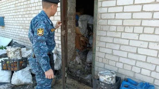 20 томских свиней создали угрозу заразных заболеваний