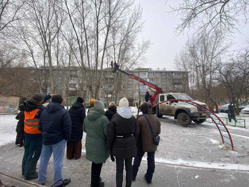 В Красноярске поменялся подход к обрезке деревьев