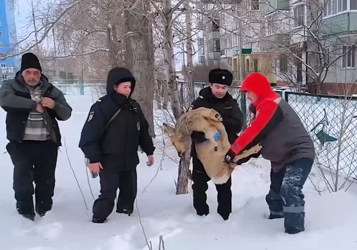 В Красноярском крае полицейские помогли спасти косулю