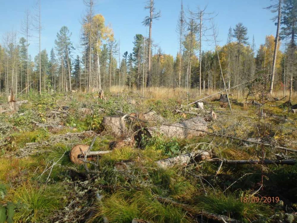 Житель Томской области заплатит 400 тысяч ущерба за вред животным