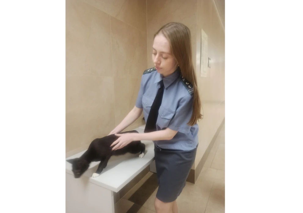 В декабре из Красноярска со своими хозяевами отправились в путешествие 2 кошки