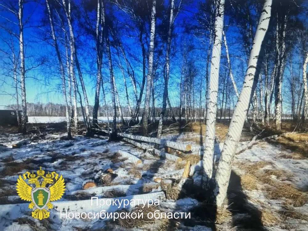Житель Новосибирской области пойдёт под суд за незаконную вырубку леса