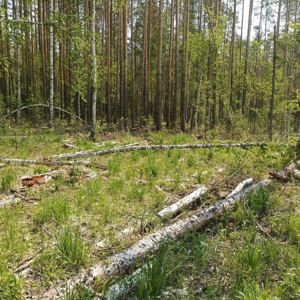 Житель Красноярского края осужден на 7 лет за незаконную вырубку леса на 22 млн рублей