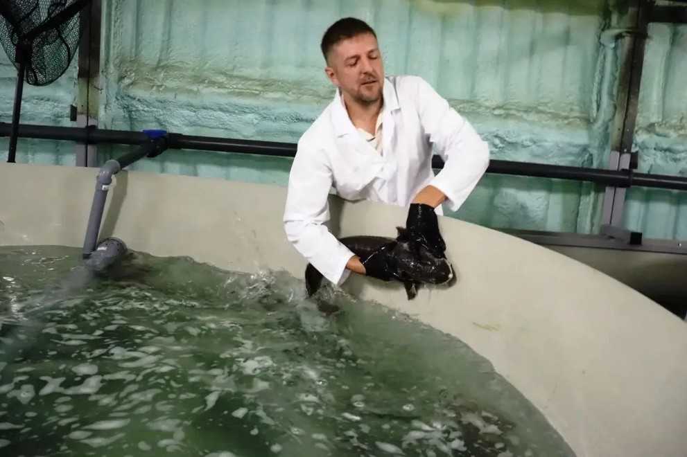 В Кузбассе начал работать современный комплекс по выращиванию осетра