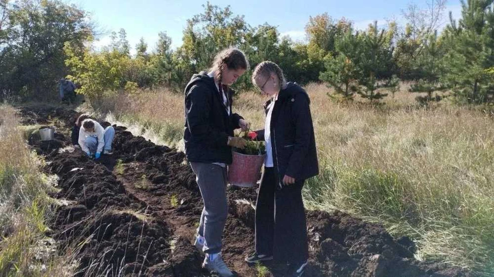 В Алтайском крае высадят более 820 тысяч деревьев в рамках эко-акции 