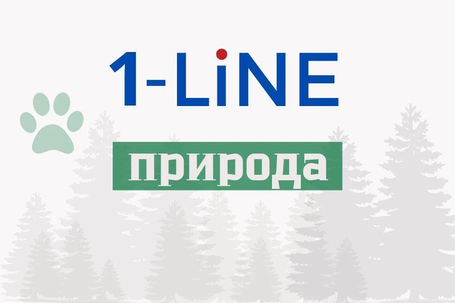 В Республике Алтай рассказали, что делать при встрече со снежным барсом