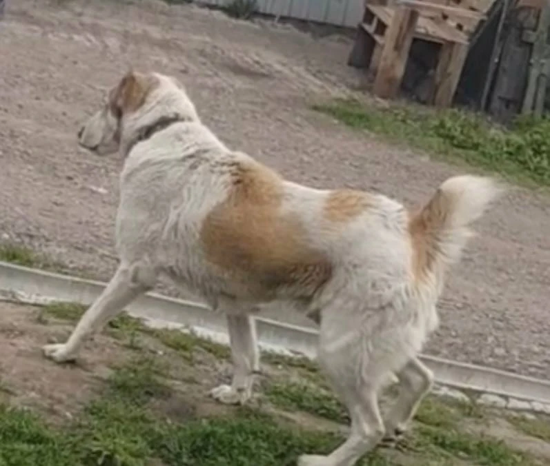В Красноярске суд ждёт хозяйку собаки, покусавшей пенсионерку 