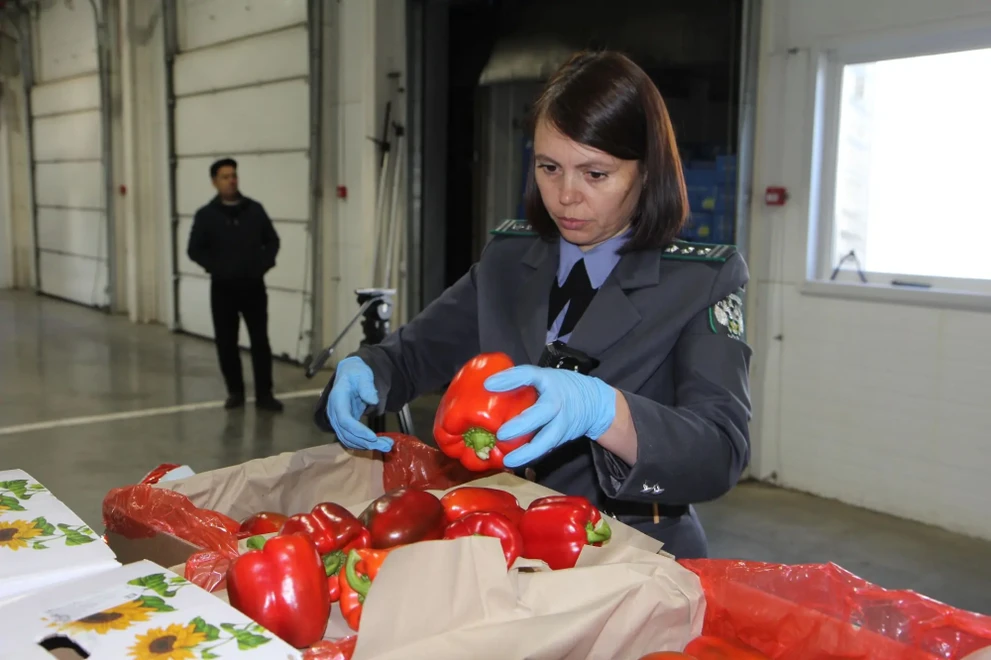 В ввозимых из Китая в Красноярск 10 тоннах перца выявлен опасный вредитель