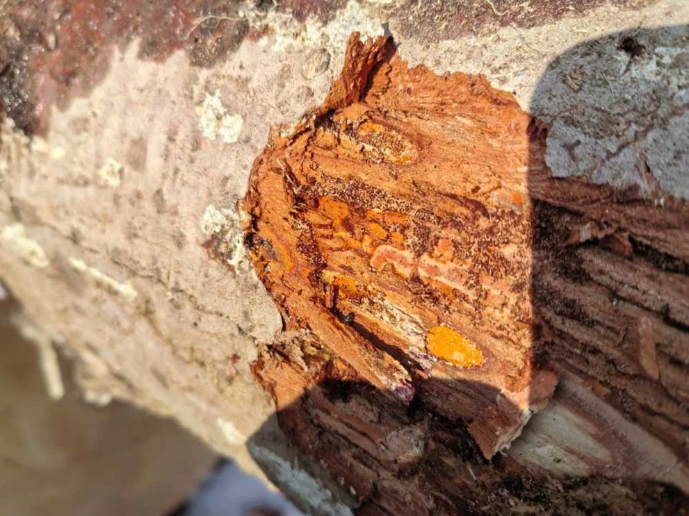 В Красноярском крае выявили зараженную вредителями лесопродукцию