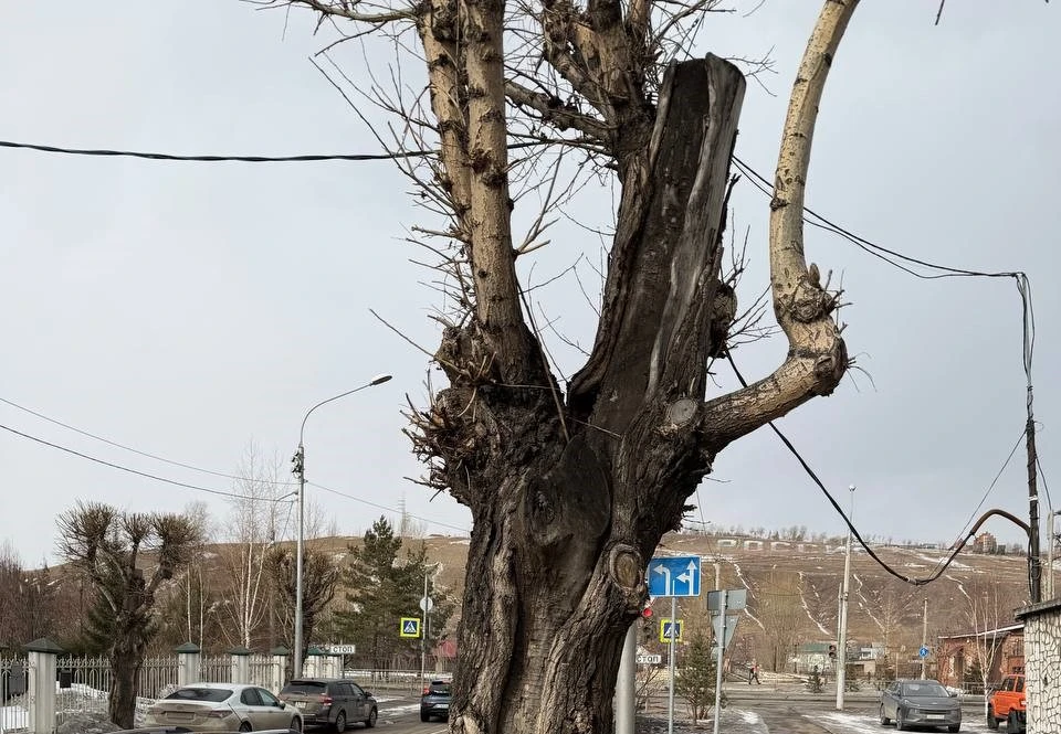 В центре Красноярска провели оценку состояния деревьев 