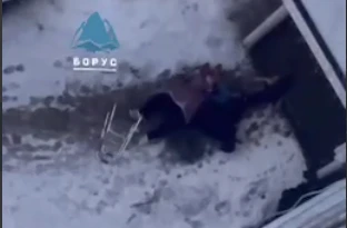 В Красноярске овчарка напала на пенсионерку с ходунками 