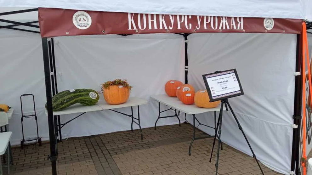 В Красноярске выбрали самый тяжелый кабачок и самую громадную тыкву  