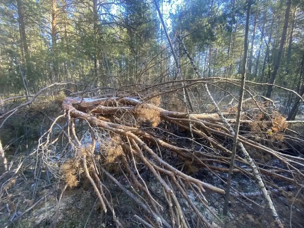 Незаконную рубку леса пресекли в Приангарье
