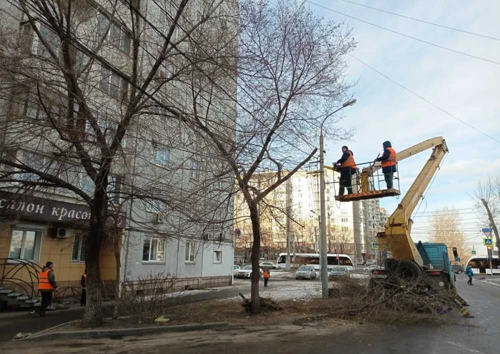 В Красноярске идут работы по обрезке деревьев для обеспечения безопасности ЛЭП