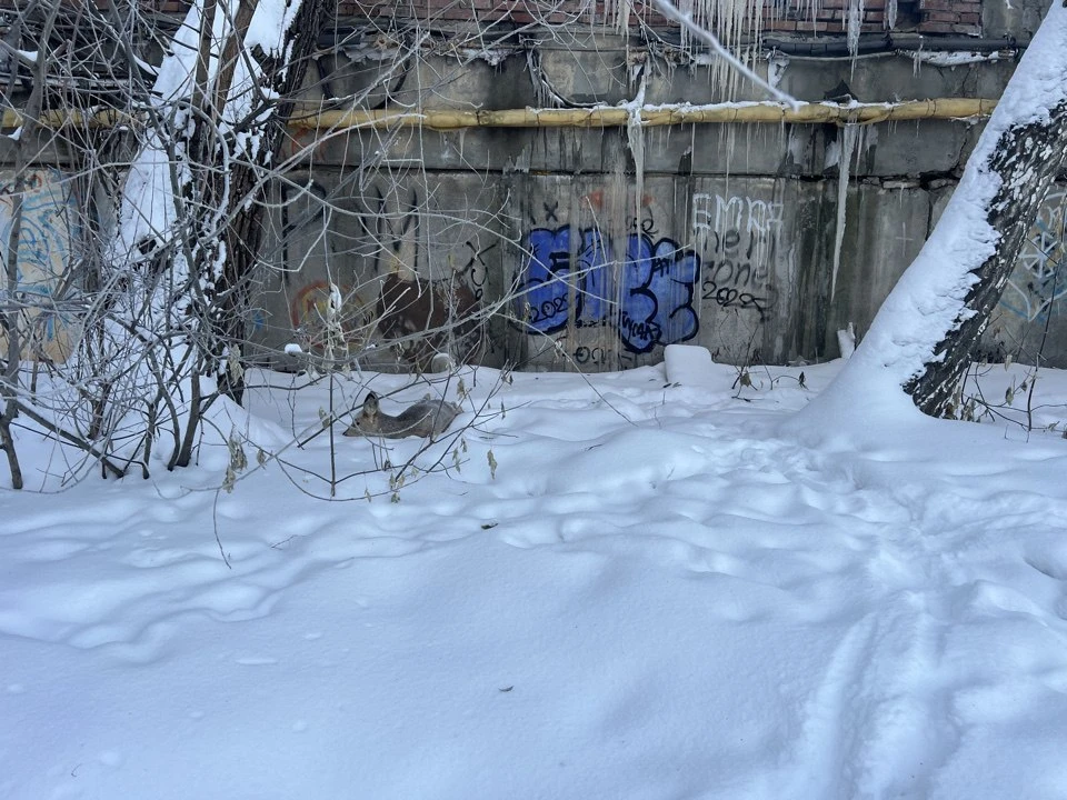 В Кузбассе спасли застрявшую в заборе косулю