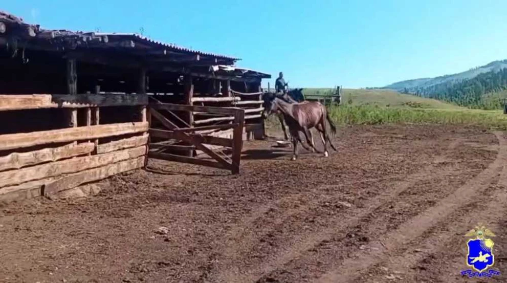 В Туве задержали конокрада 