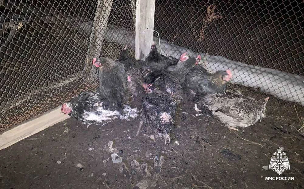 В Томской области ночной пожар унёс жизни 16 куриц 