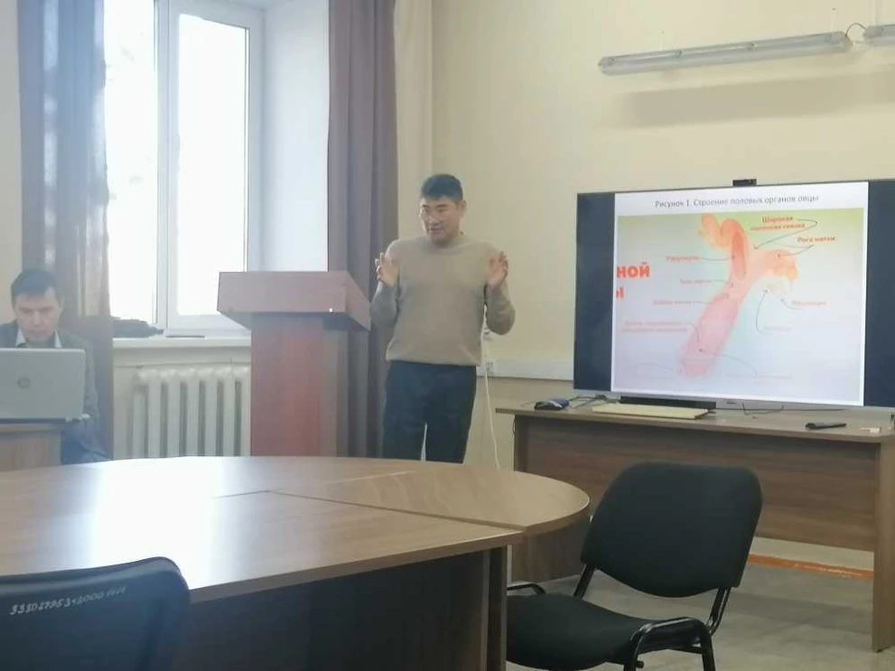 В Туве изучают новые способы осеменения коз и овец 