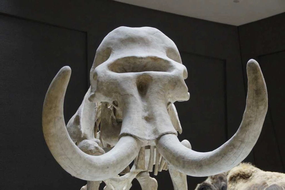 Скелет мамонта mammoth-1257205_1280.jpg