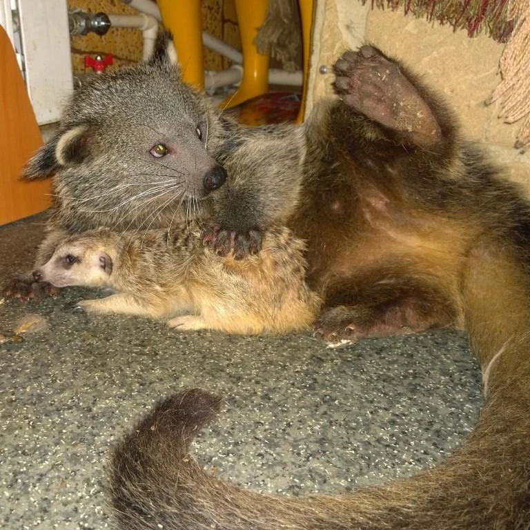 binturong-ili-kot-medved-poselilsia-v-irkutskoi-zoogaleree-2.jpg binturong-ili-kot-medved-poselilsia-v-irkutskoi-zoogaleree-2.jpg